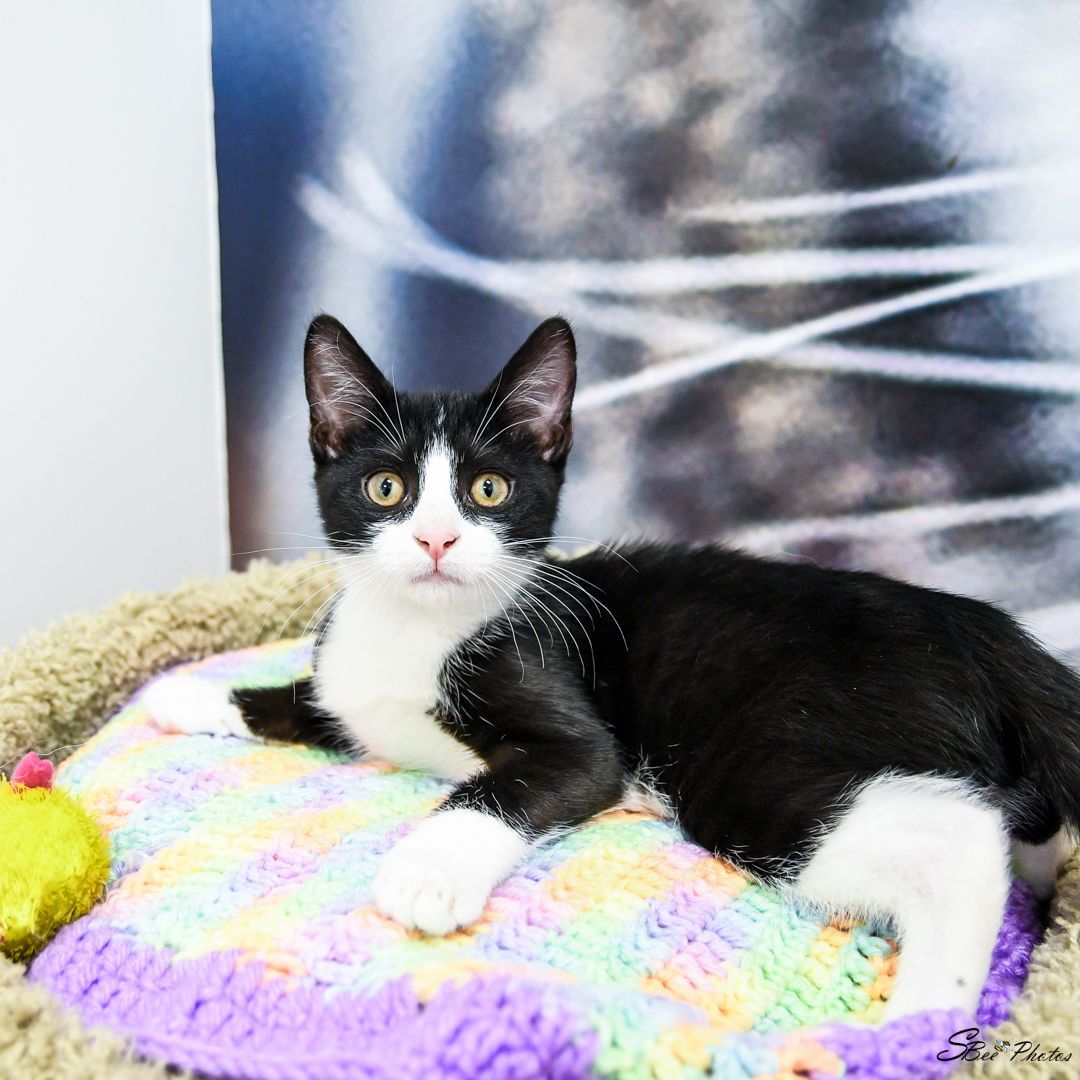 adoptable Cat in Saint Cloud, FL named Signal