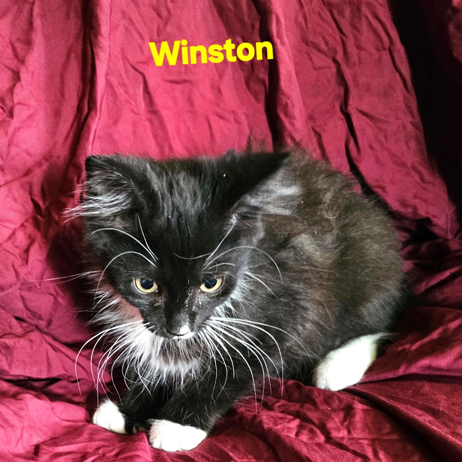 adoptable Cat in Saint Cloud, FL named Winston