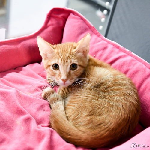 Sherbert