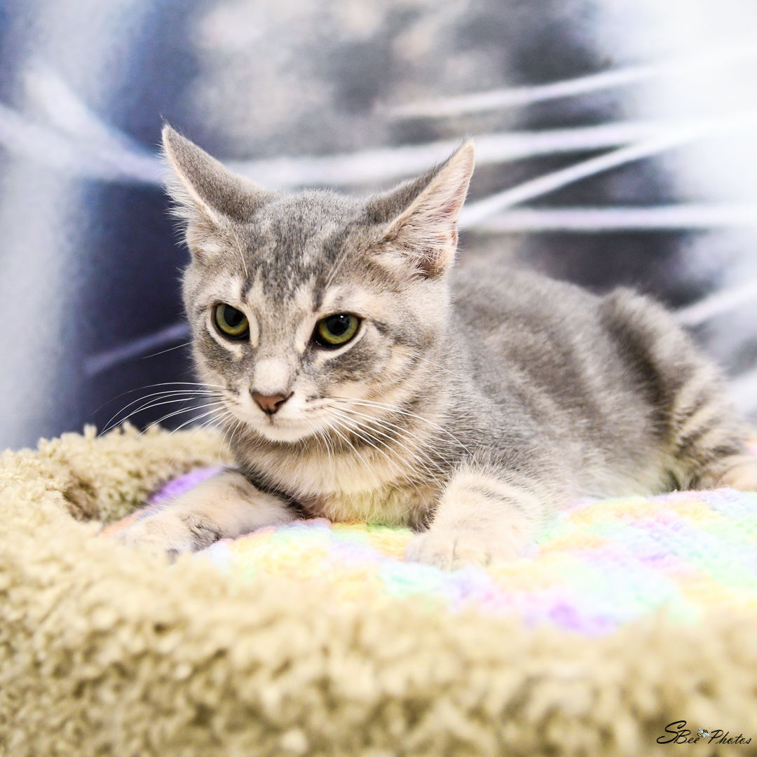 adoptable Cat in Kissimmee, FL named Sterling
