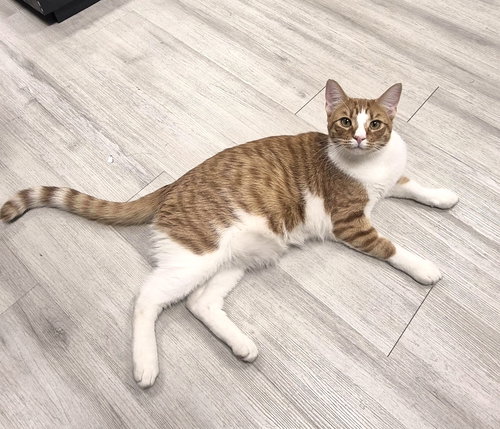 Thunder, an adoptable Domestic Short Hair in St. Cloud, FL