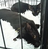 Munchie - Photo 2