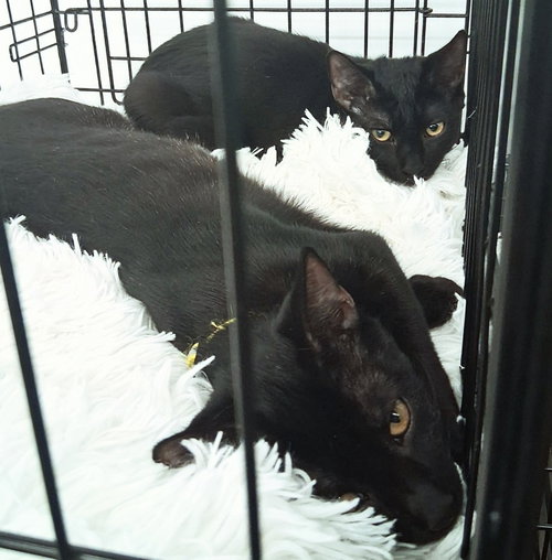 MUNCHIE - Domestic Short Hair available for adoption