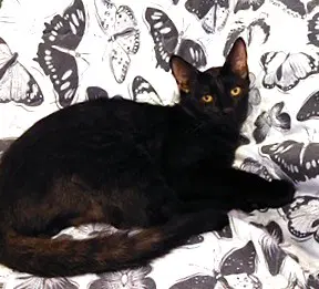 Munchie - Domestic Short Hair