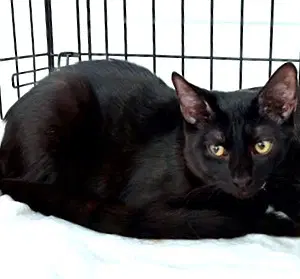 Moku - Domestic Short Hair