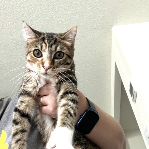 STORM - Domestic Short Hair available for adoption