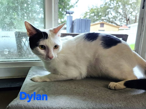 Photo 3 of Dylan