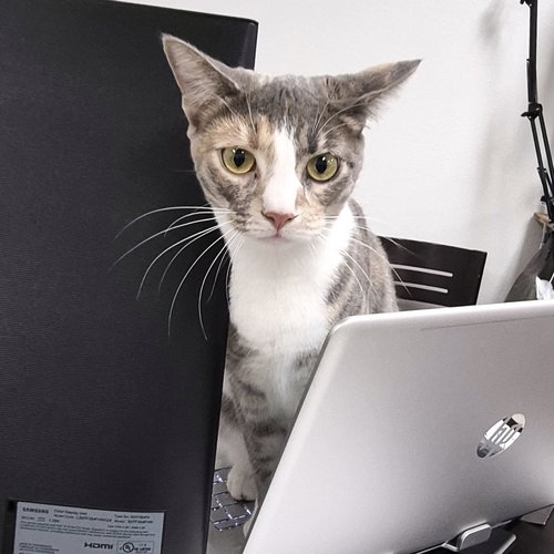 Volt, an adoptable Domestic Short Hair in St. Cloud, FL