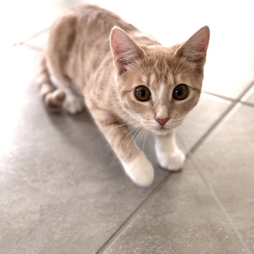 RAIN - Domestic Short Hair available for adoption
