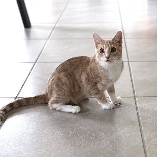 RAIN - Domestic Short Hair available for adoption