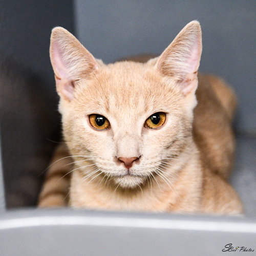 IZZY - Domestic Short Hair available for adoption