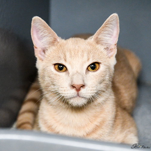 IZZY - Domestic Short Hair available for adoption