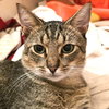 Rollo - Photo 3