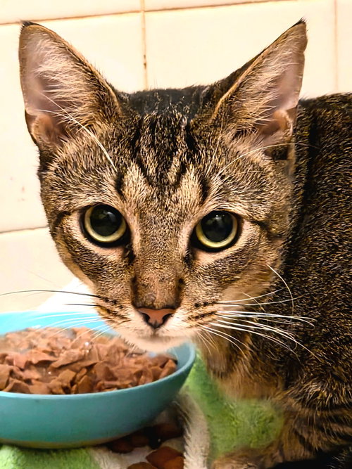 ROLLO - Domestic Short Hair available for adoption