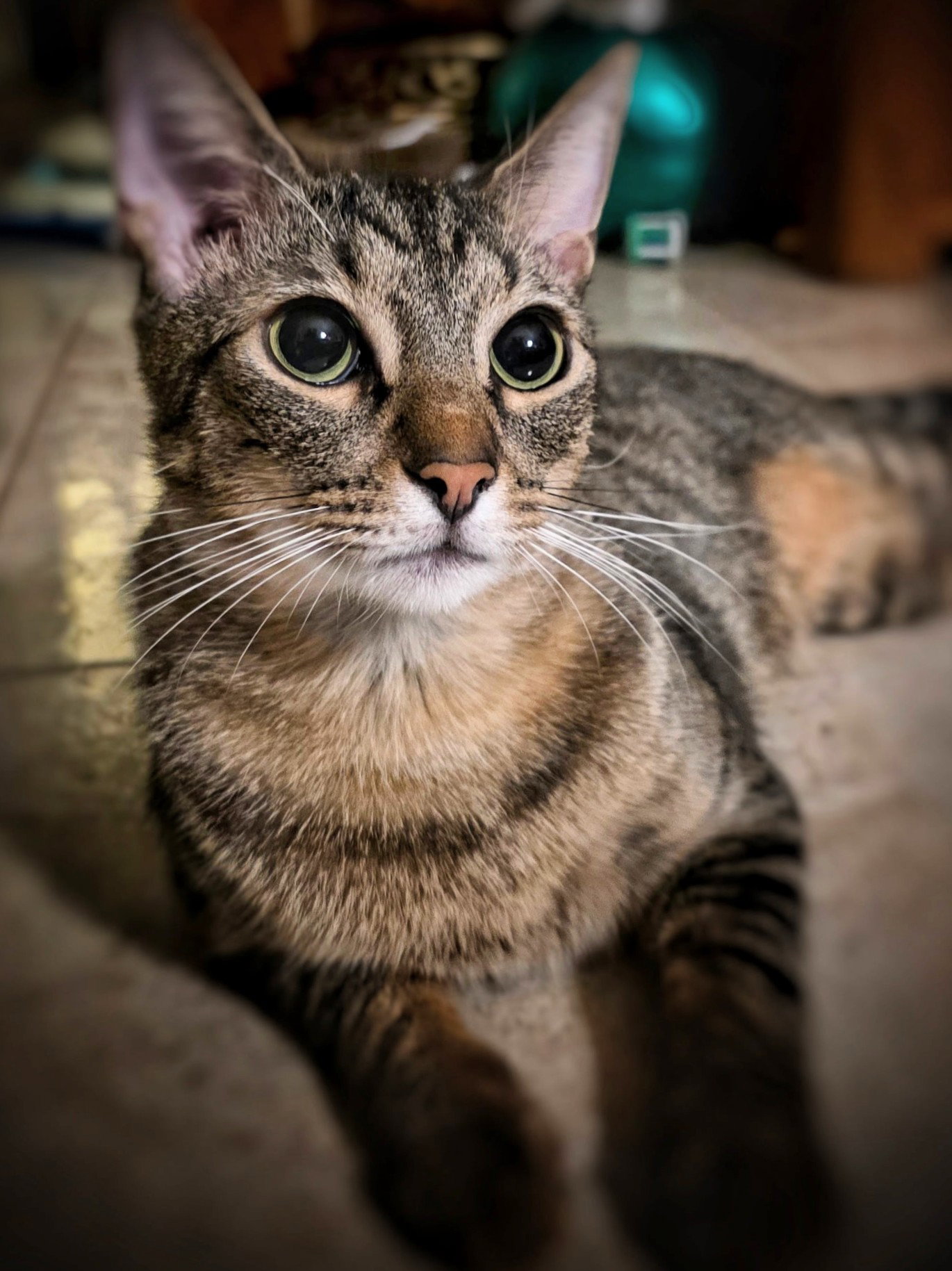 Rollo Image