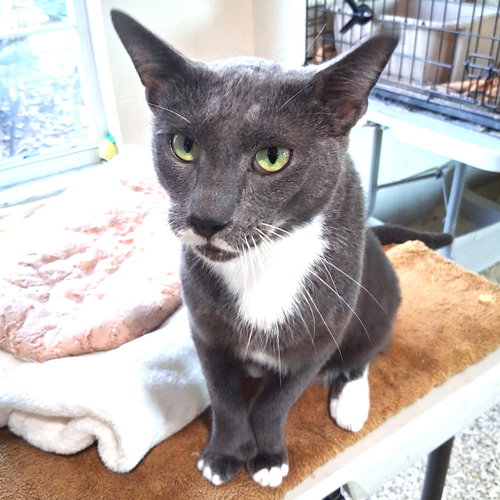 STASH - Domestic Short Hair / Extra-Toes Cat (Hemingway Polydactyl) available for adoption