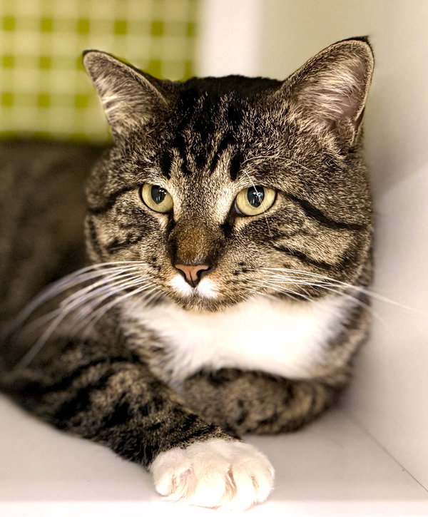 Teddie