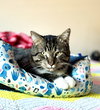 Teddie - Photo 2
