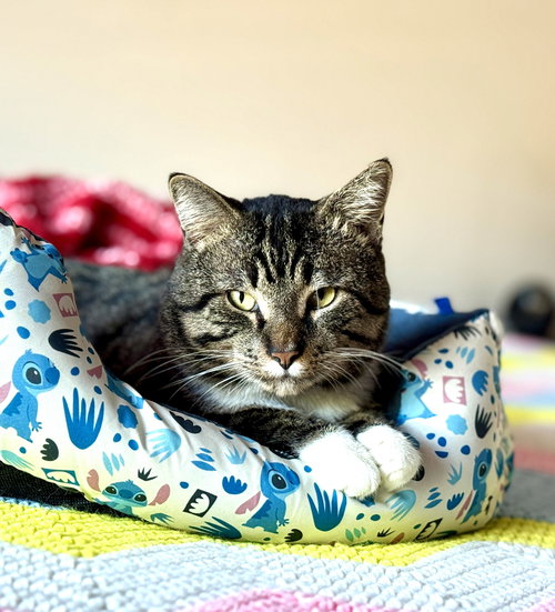 TEDDIE - Domestic Medium Hair available for adoption
