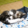 Teddie - Photo 4