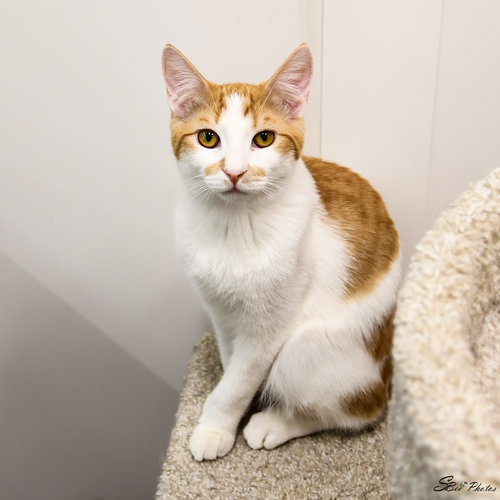 JJ, an adoptable Domestic Short Hair in St. Cloud, FL