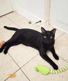 Buddy - Photo 2