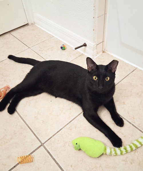 BUDDY - Domestic Short Hair available for adoption
