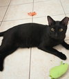 Buddy - Photo 4