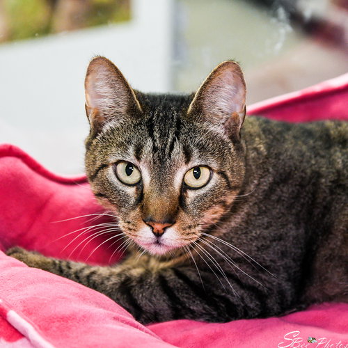 ROSSIE - Domestic Short Hair available for adoption