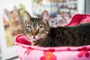 Rossie - Photo 3