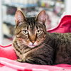 Rossie - Photo 4