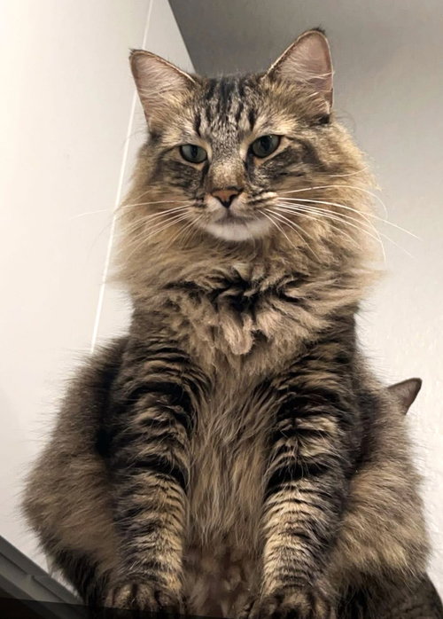 animal-image