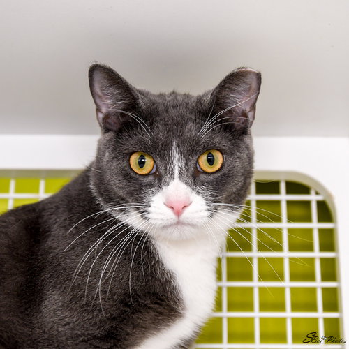 Bubbles, an adoptable Domestic Short Hair in St. Cloud, FL