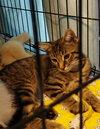 Remy (Cheryl)