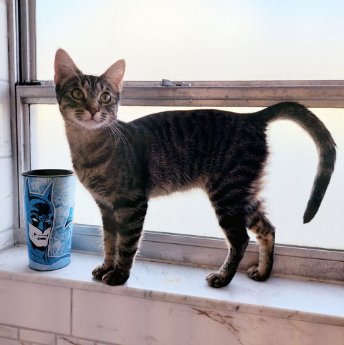 SABRINA (CHERYL) - Tabby / Domestic Short Hair available for adoption