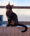 Sabrina (Cheryl) - Photo 2