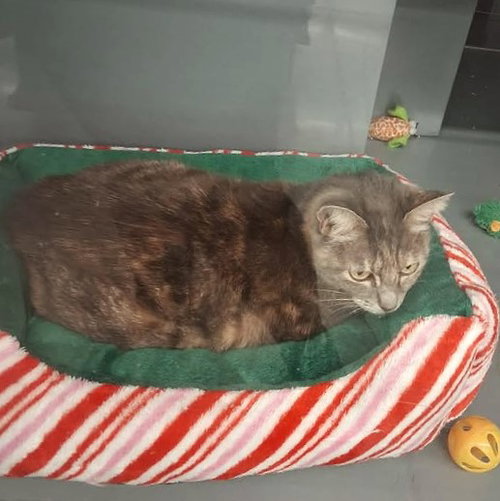 DIOR - Domestic Short Hair available for adoption