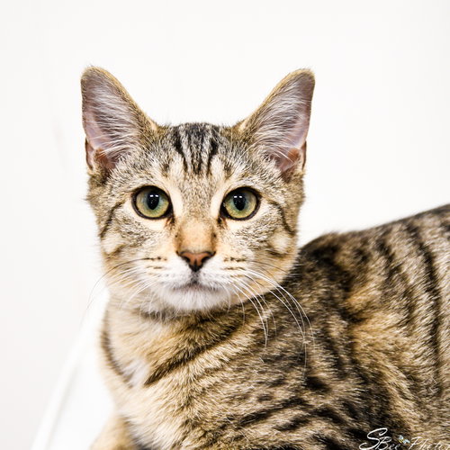 animal-image