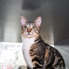 Felix