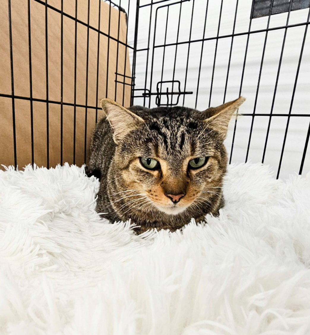 Sammy Image