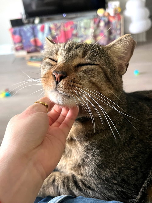 Sammy, Young Domestic Short Hair / Mixed (short coat), cat for adoption in St. Cloud, Florida