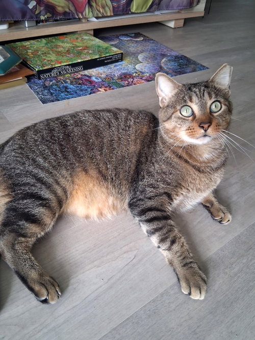 Sammy, Young Domestic Short Hair / Mixed (short coat), cat for adoption in Lakeland, Florida