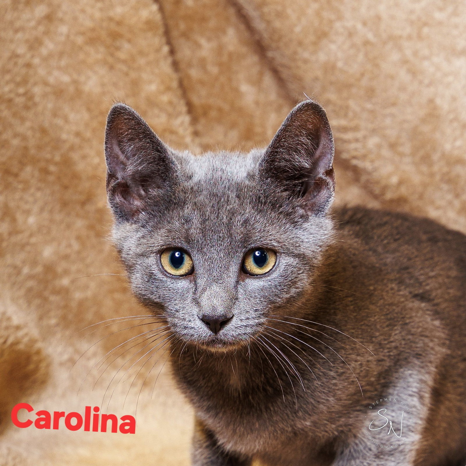 Carolina Image