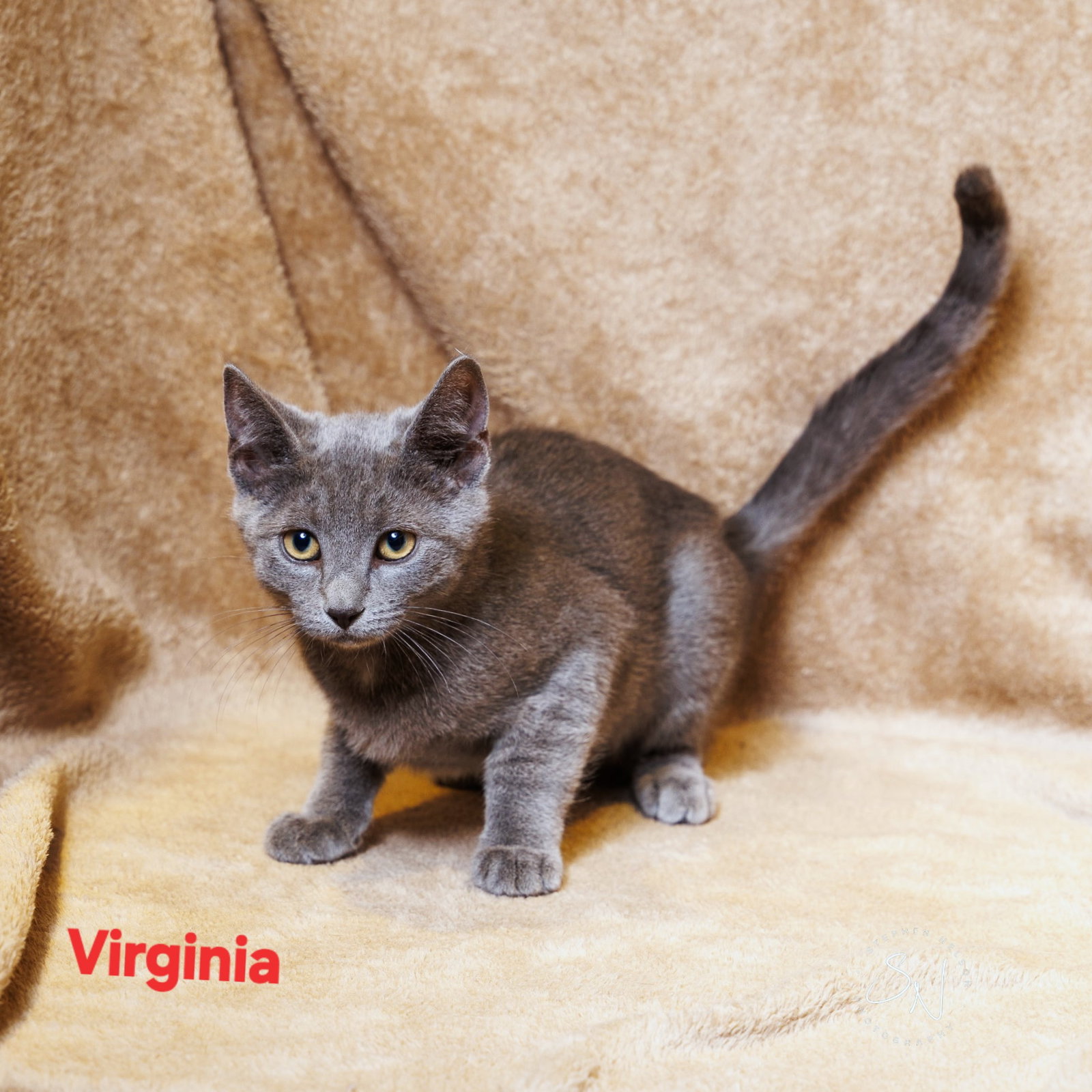 Virginia Image