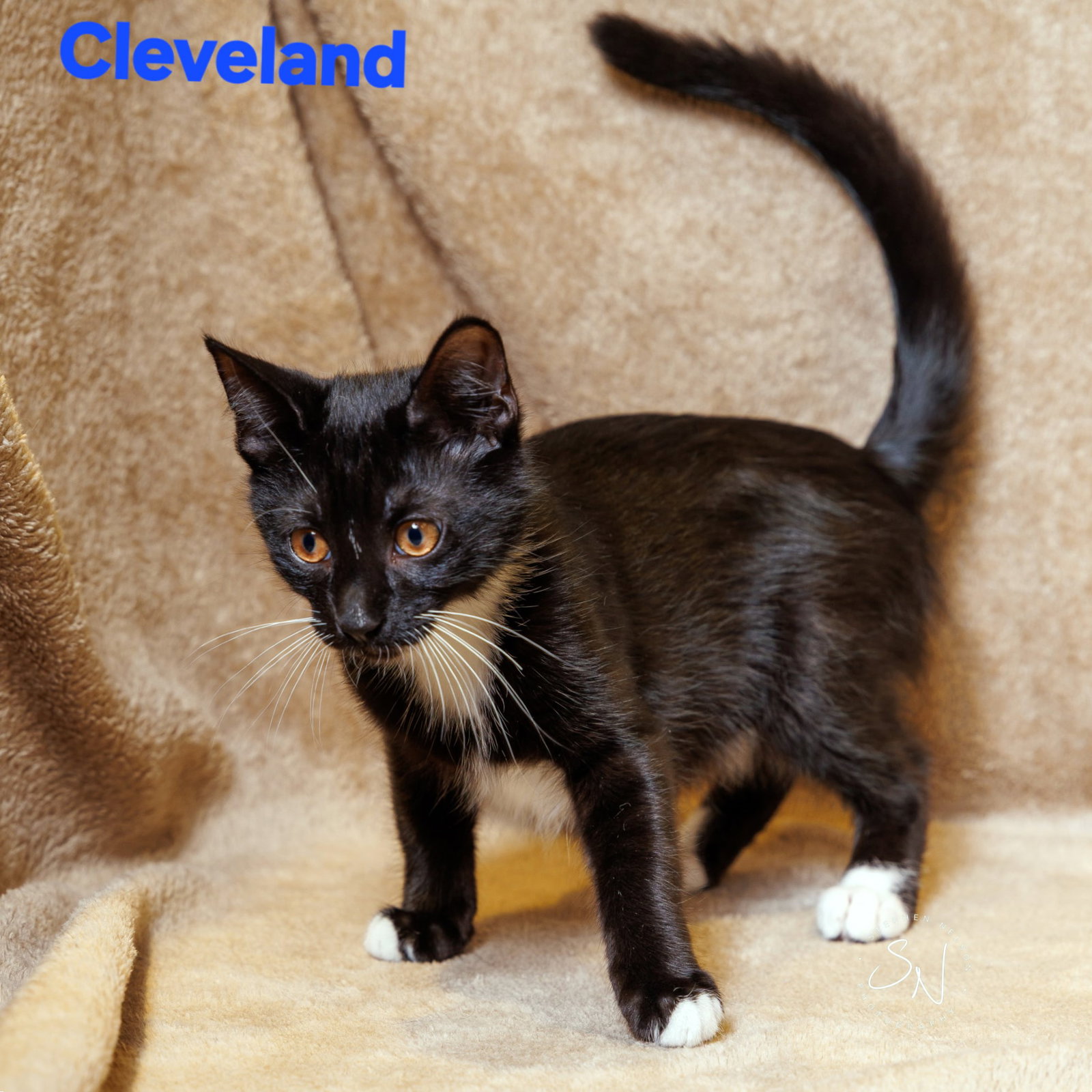 Cleveland Image