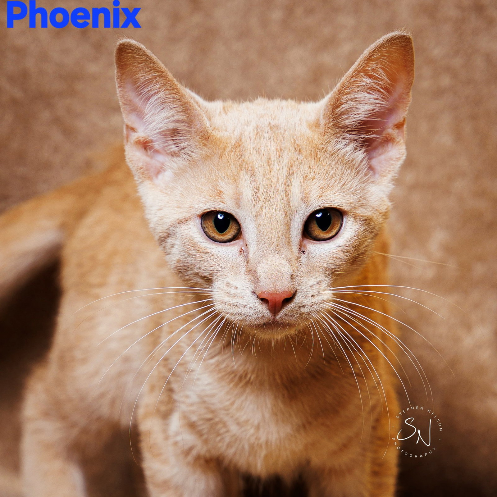 Phoenix Image