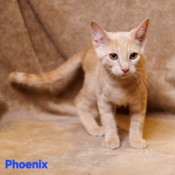 Phoenix