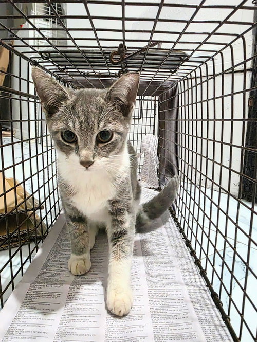 animal-image