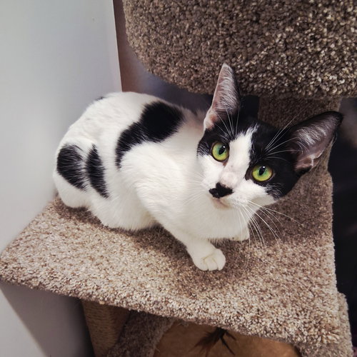 Eva, Young Domestic Short Hair / Mixed (short coat), cat for adoption in St. Cloud, Florida
