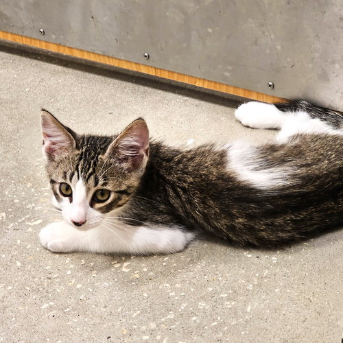 Leo, Baby Domestic Short Hair / Mixed (short coat), cat for adoption in St. Cloud, Florida